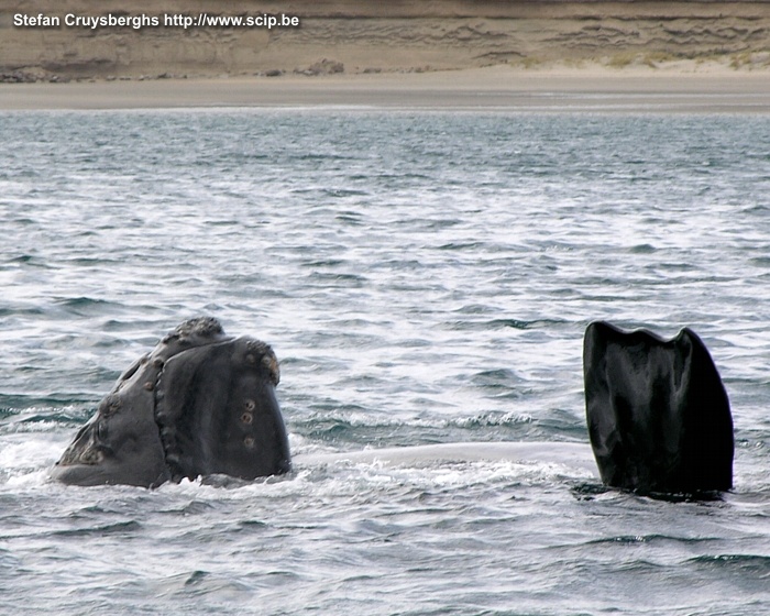 Peninsula Valdes - Whale  Stefan Cruysberghs